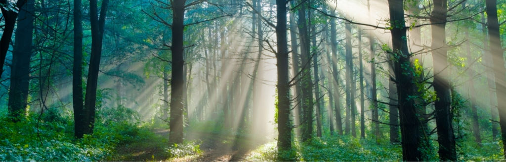 Odoo • obrázek a text